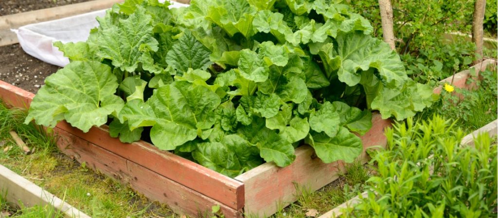 Faire Un Petit Potager Bio : Le Guide - Astuces-Jardin.fr