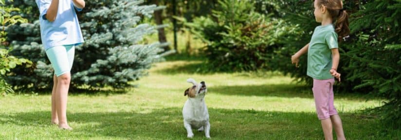 Chien et jardin