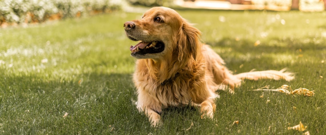 golden retriver dans jardin